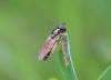 Melanostoma scalare
